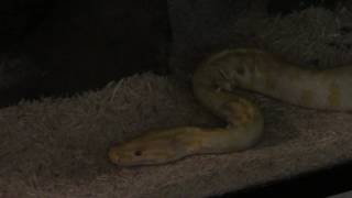 How to care for a Burmese Python