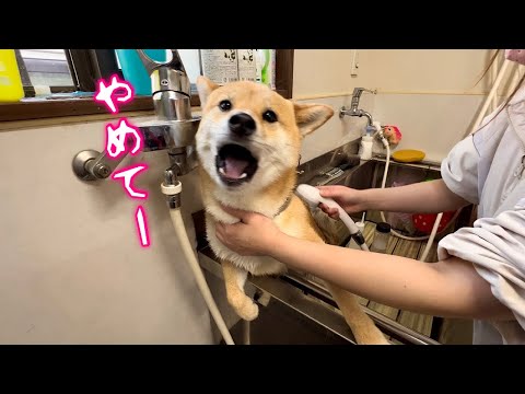 初めてのドッグサロンでパニックになりながらも頑張って耐えた柴犬が可愛い