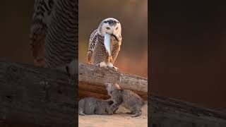 The Owl Brought a Gift… But the Kittens Want It More #cuteanimals #funnyvideos #petlovers