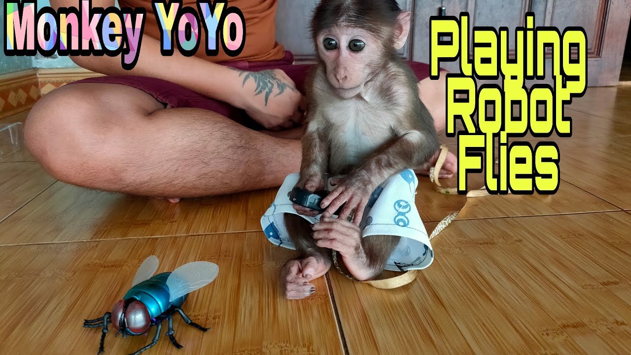 Monkey YoYo JR is playing with a Fly Robot | Monkey Baby YoYo
