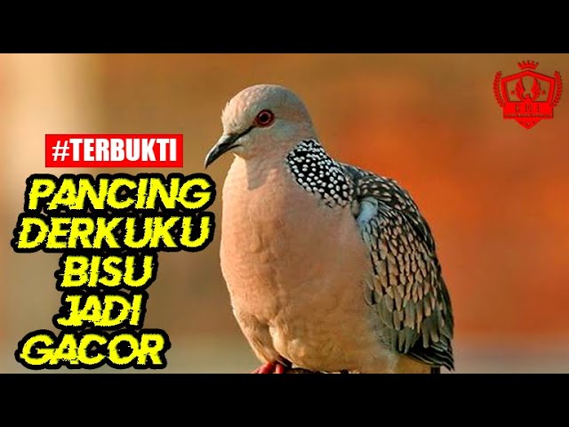 BURUNG TEKUKUR BISU I DENGARKAN MANGGUNG TEKUKUR INI GACOR PLONG I DERKUKU FULL GACOR class=