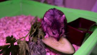 lilac   !!!!!!    #roborovskihamster #hamsteri #rodent #roborovskii #hamstertreats #hammy by VOLODIA No views 53 seconds