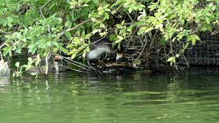 Grebes fussing at the island nest