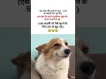 नकली नोट.. #funny #comedyeffect #funnyanimal #amazingmemes #memehub #comedy #shortsfeed #funnydog