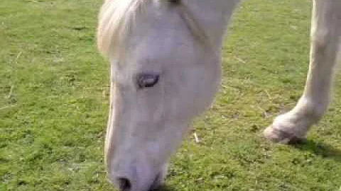JANET SHIPLEY'S PONIES , BLUE