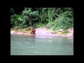 Best Sumatra Orangutan Video Shoot by Visitor Bukit Lawang