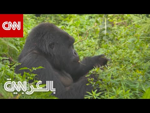 فيديو: كيفية القيام برحلات الغوريلا في رواندا