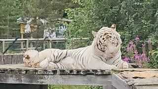 Junsele zoo