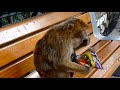 Karl Pilkington gives a monkey some Monster Munch