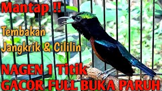 Masteran Kolibri Ninja konin Gacor Nagen 1 Titik  Tembakan Isian Jangkrik U0026 Cililin