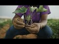 Farming for the future in South Africa