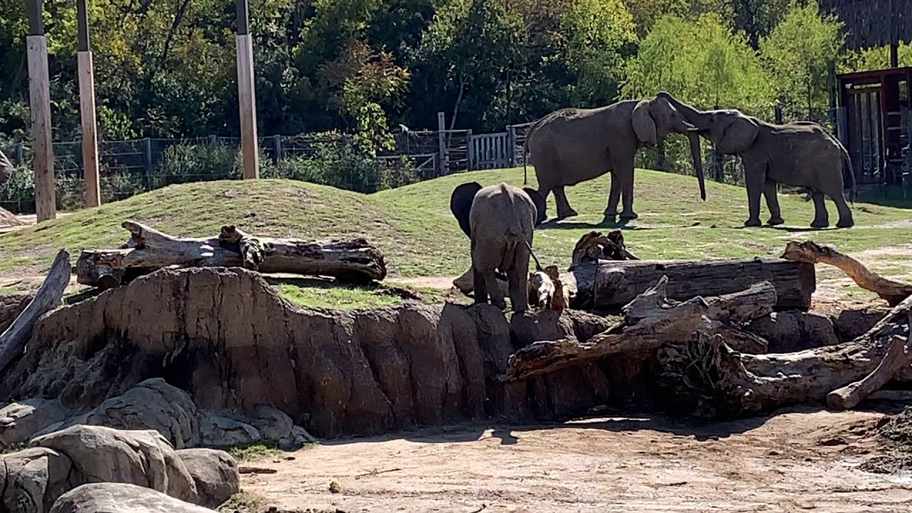 African Elephants Animal Behavior