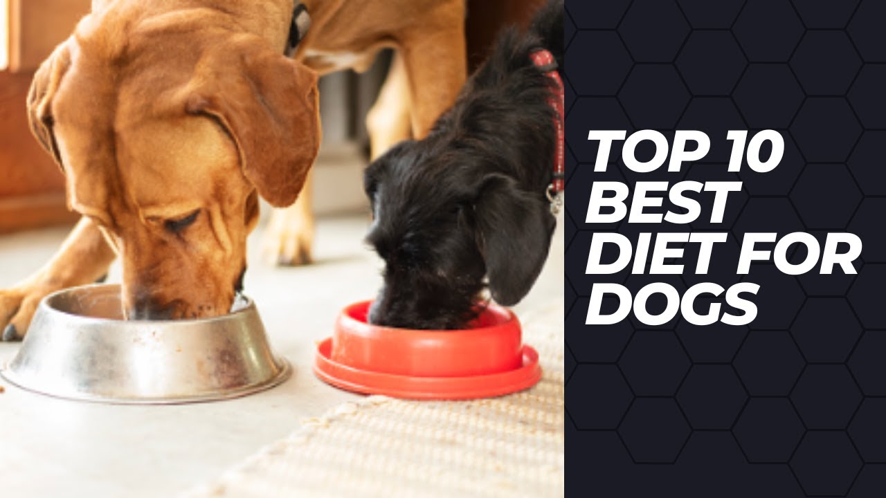 TOP 10 BEST FOODS FOR DOGS YouTube
