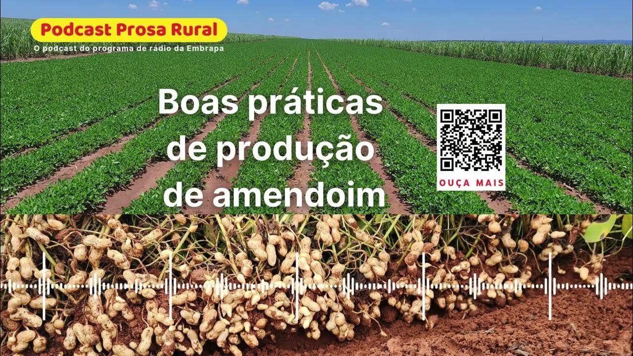 Boas práticas de produção de amendoim