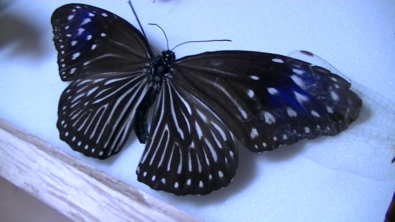 沖縄で捕まえたんですがこの蝶の種類分かりますか Youtube