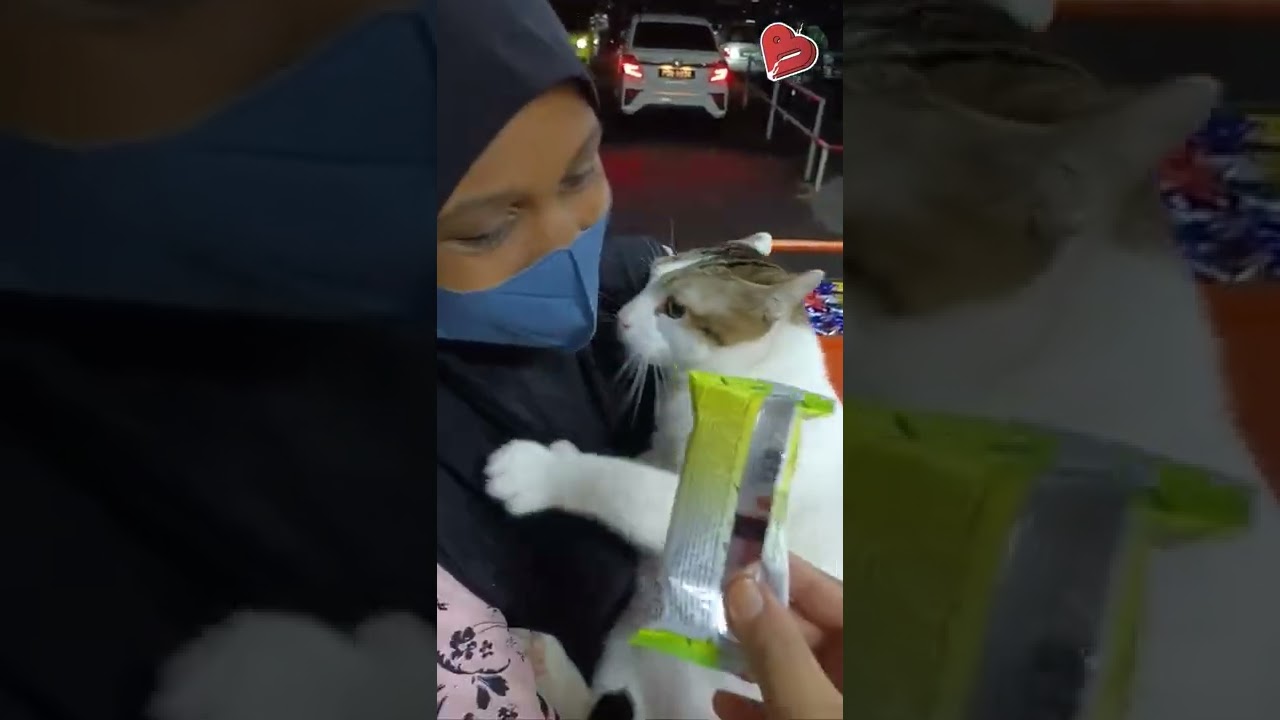 Bé mèo nhõng nhẽo trong vòng tay cô chủ - Tiktok tin... - youtube