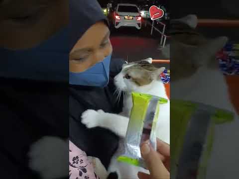 Video Bé mèo nhõng nhẽo trong vòng tay cô chủ - Tiktok tin... - youtube