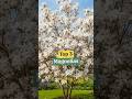 Top 3 Des Plus Beaux Magnolias Pour Un Jardin Fleuri Au Printemps mp3