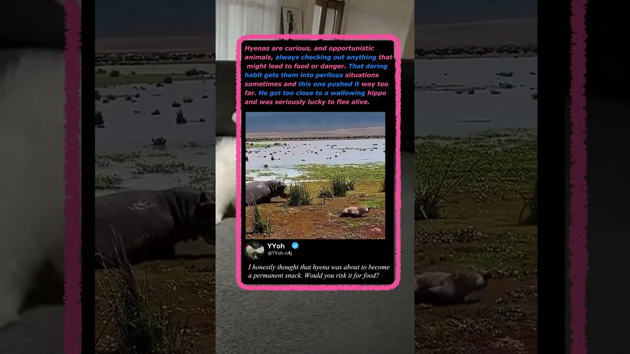 This Hyena Instantly REGRETTED Poking a Hippo! 🦛💥 #Nature #Wildlife #Survival