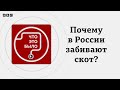 В России снова забивают скот: это ящур?