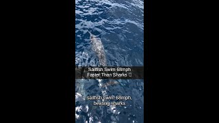 Sailfish Swim 68mph Faster Than Sharks 🐟
