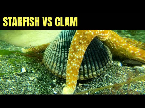 Clam Defeats Starfish | Salish Sea Marine Wildlife | Timelapse