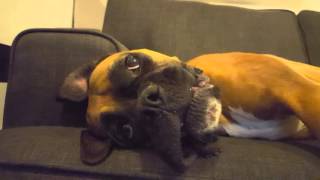 Boxer dog having a meltdown
