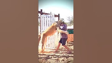 Funny Cats - Daily dose of catnip 2023#cat #funnycats   #animals