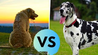 Great dane and irish wolfhound size comparsion - two giant dog breeds.
find out which one is bigger what are the differences between those
breeds...
