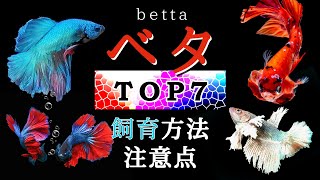 人気のベタTOP7！飼育方法と注意点をプロが解説！