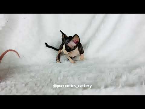Purrxotics video