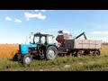 Farming Simulator 22 Map Vladimirovka 80 Harvesting Wheat NIVA SK 5M 1 Belarus MTZ 80 1 