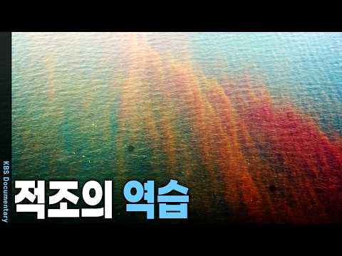 물고기 3,000만 마리 전멸, 피해액 350억 돌파! 죽음의 바다로 변한 바다... | KBS 시사기획 창 20130910 방송