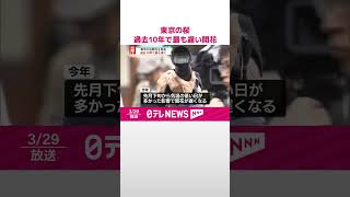 【速報】東京の桜ようやく開花  過去10年で最も遅い開花  気象庁  #shorts