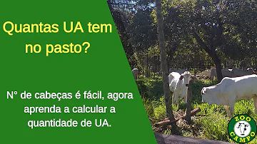 Como calcular quantidade de animais por piquete?