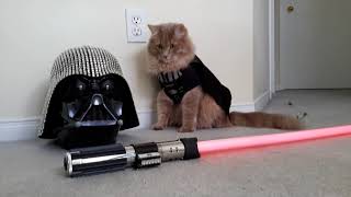 Cat Dressed As Darth Vader with Lightsaber | Oliver the Tat