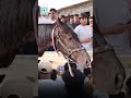 Pilot Training Beyond Classroom | Horse Riding Activity at Top Crew Aviation