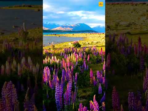 Lake Tekapo | #shorts