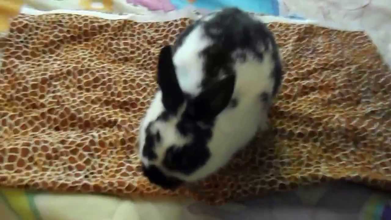 How To Palpitate a Polish Rabbit 