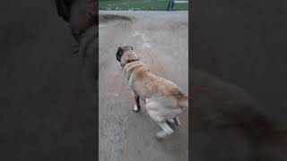 Övüşü Öpekkavgası Ş Az Kalsın Dövüşecekti Öpekdövüşü