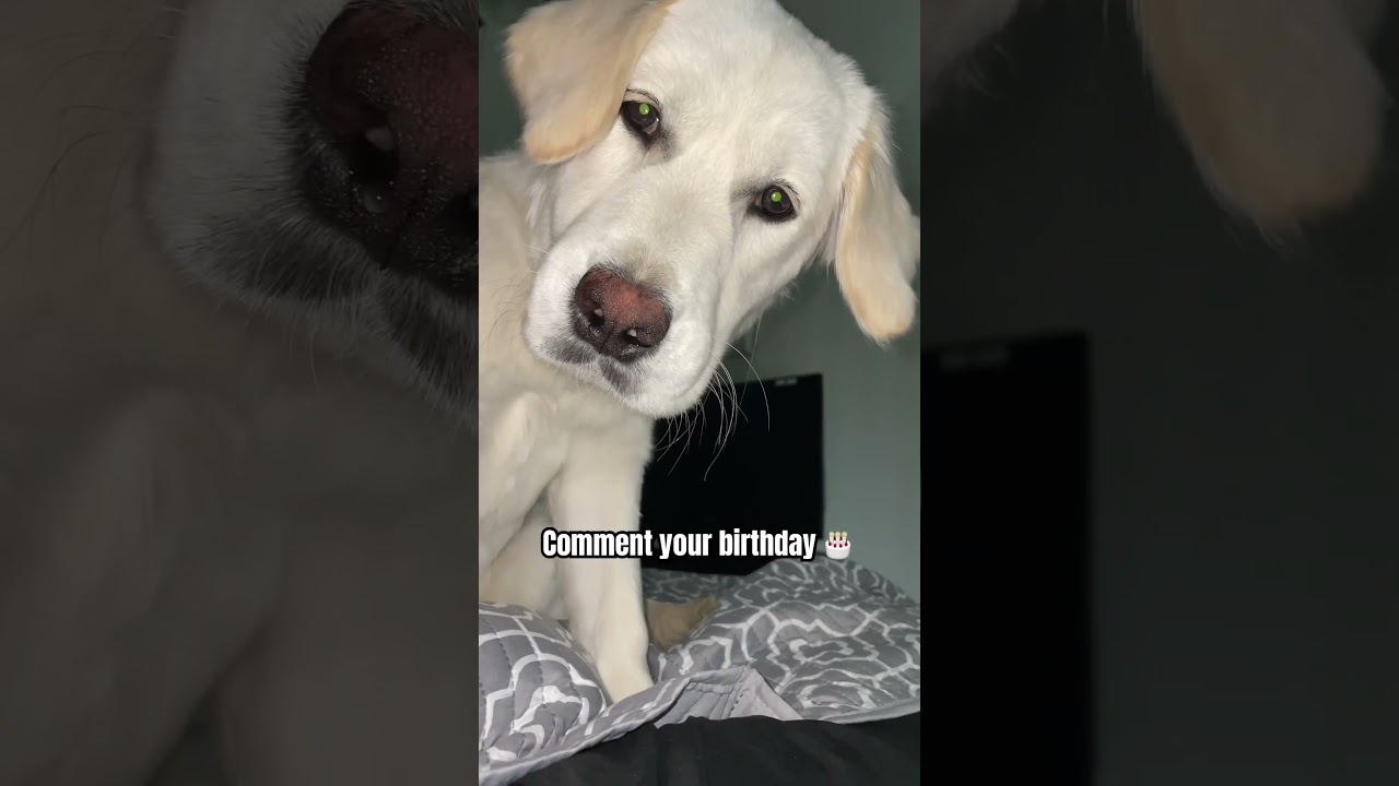 Who shares a birthday with Koda 😍 