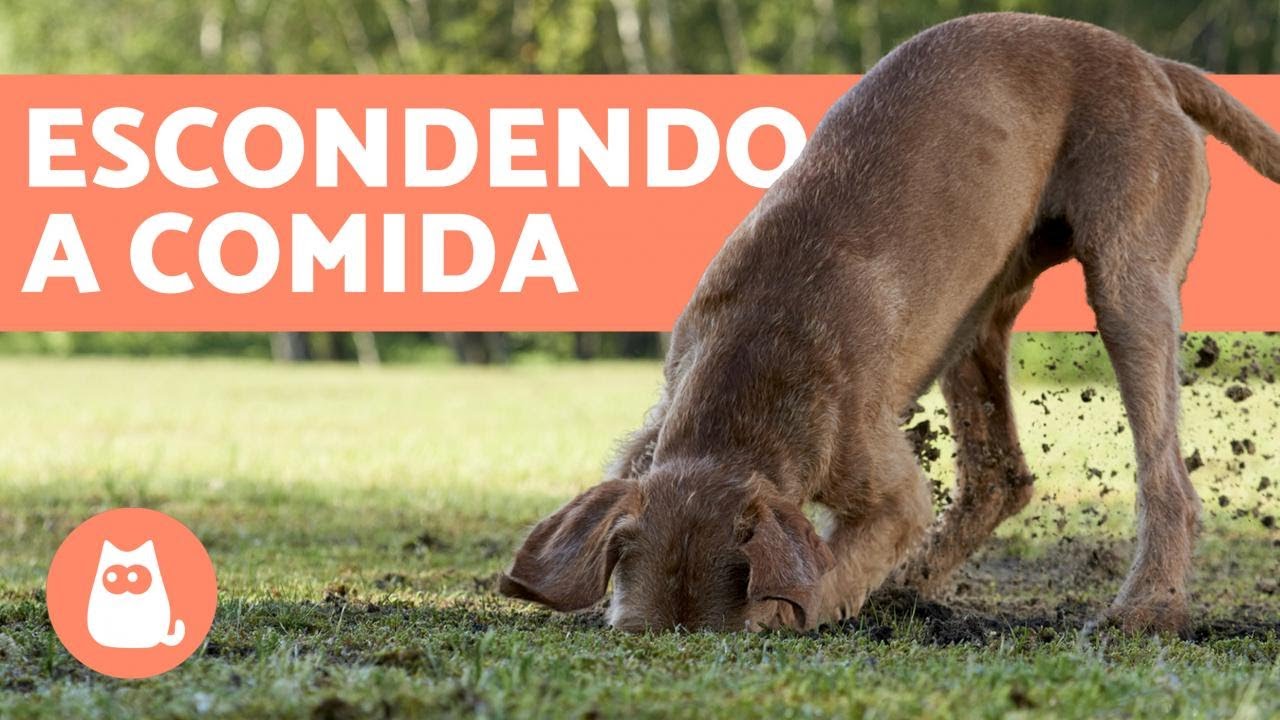 Por que meu CACHORRO ESCONDE A COMIDA? 🦴🐕 (Soluções 💡)