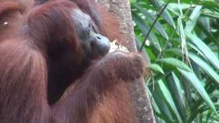 Orang-Utangs Tanjung Puting By Boat Part 1 Kumai To Camp 1