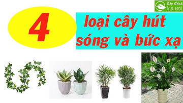 Nhà dùng điện thoại, TV suốt ngày, nhất định phải trồng 4 loại cây hút sóng và bức xạ này