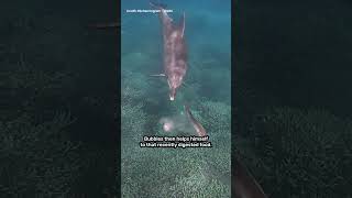 Bubbles The Dolphin Steals Vomit From Fish