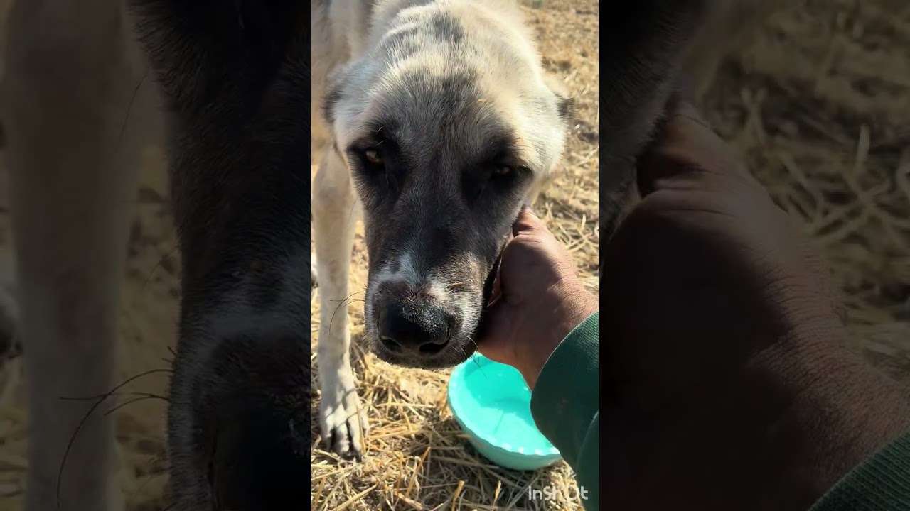 Ne kadar aç kalmışsa yemekten sonra yığıldı anne kalkamadı bebeği yanında lütfen izlermisiniz 