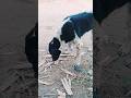 “बेजुबान की मदद” ❤️🐶#humanity #respect #helping #trending #youtube