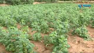 Bhindi (Okra) Ladies finger cultivation practices - Paadi Pantalu