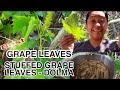 WHAT KIND OF LEAVES FOR STUFFED GRAPE LEAVES -PINAY IN TURKEY