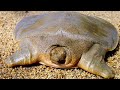 Asian Giant Softshell Turtle - Animal of the Week